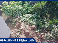 При установке опор ЛЭП цветы и растения были нещадным образом уничтожены! - морозовчанка