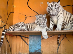 Тигры, медведи, верблюды и другие животные: в Морозовск приезжает зоопарк