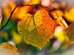 Температура воздуха в Морозовске снова опустится до 24 градусов