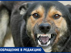 Город не для собак, а для людей! – морозовчане предложили применять эвтаназию для бездомных животных вместо их стерилизации