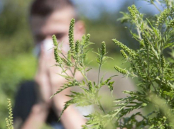 Для борьбы с амброзией на Дону создадут специальное ведомство