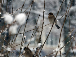 Погода в Морозовске: переменная облачность и небольшой снег ожидаются в воскресенье, 3 марта