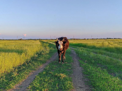 О порядке маркировки и учета сельскохозяйственных животных напомнили жителям Морозовского района