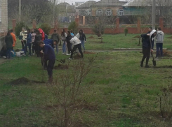 Новыми молодыми деревцами пополнилась зеленая зона школы №4 в Морозовске