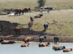Чиновники из Ростова сослались на федеральные законы на встрече с возмущенными селянами Морозовского района 