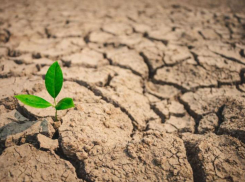 Почвенная засуха в Морозовском районе может привести к снижению урожайности пропашных культур  