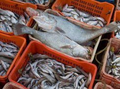 779 кг рыбной продукции забраковали в Ростовской области в 2018 году