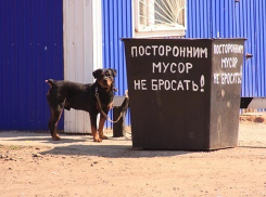 Как платить за мусор, и что будет, если не заключить договор, подробно рассказали в городской администрации