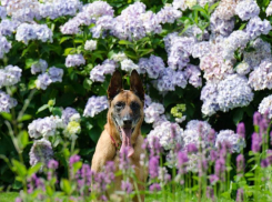 Последний летний день в Морозовске будет теплым и без осадков 
