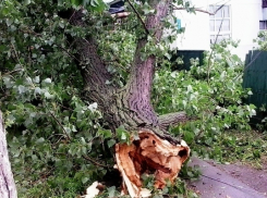 В Морозовске упавшие от разгула стихии деревья повредили во дворах заборы