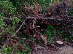 Ветки у трансформатора и пешеходной дорожки на улице Ворошилова в Морозовске оставили из-за поломки специализированной техники