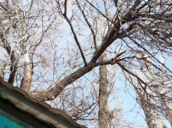 Спилить сухие ветки, нависающие над остановкой на улице Луначарского в Морозовске, пообещали до 8 декабря