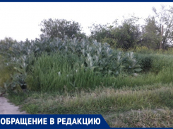 Жители улицы Щаденко в Морозовске пожаловались на некошеную траву