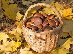 Сбор грибов для человека - это всегда «игра с огнем»! - Управление Роспотребнадзора по Ростовской области