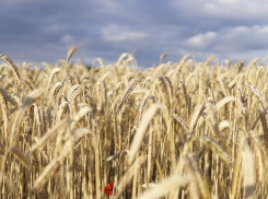 Облачно и умеренно жарко будет в Морозовске в конце недели