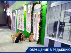 Почему собаки собираются возле мясного магазина у входа в рынок