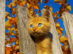 Солнечный и теплый день без осадков ожидает морозовчан в четверг