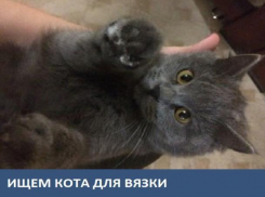 Кошка британской породы ищет жениха
