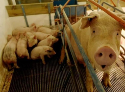 Названы сроки окончания ограничений на реализацию и закупку свиноводческой продукции