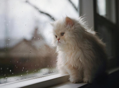 Дождь, ветер и до +6 градусов тепла обещают морозовчанам в середине недели