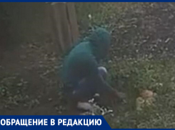 Пусть люди знают «героев» нашего города! – морозовчанка показала на видео, как воруют розы с клумбы