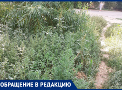 Так и не покосили: жительница дома 126 на улице Кирова возмутилась, что двор зарос травой