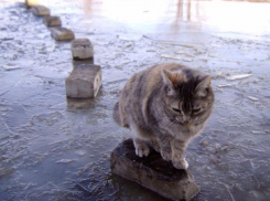 Предпоследний день года в Морозовске будет каким-то совсем не зимним