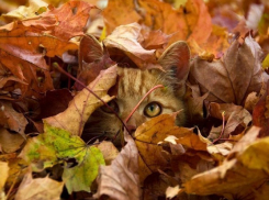 Осень сделала перерыв: В Морозовске снова стало тепло и сухо