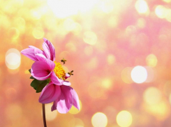 Среда порадует морозовчан ясной и комфортной погодой