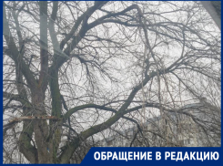 Опасные ветки нависли над головами у гимназии: родители бьют тревогу