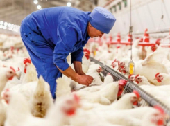 Есть рабочие вакансии в ООО «Воловский бройлер»