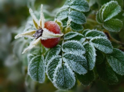 Гибель сельскохозяйственных растений и урожая косточковых фруктов прогнозируют для Ростовской области