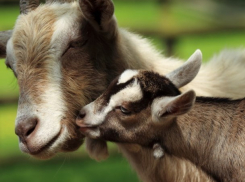 Угроза заноса возбудителя чумы мелких жвачных животных нависла над Морозовском