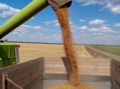 Моменты дневной и ночной жатвы в Морозовском районе попали на видео