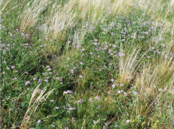 Ядовитое, но полезное растение можно встретить в окрестностях Морозовска