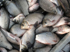 700 килограмм потенциально опасной рыбы залили хлорной известью в Морозовском районе