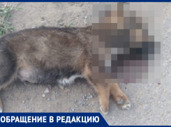 Хладнокровно были раздавлены три щенка: Возле хутора Скачки-Малюгин произошла душераздирающая драма