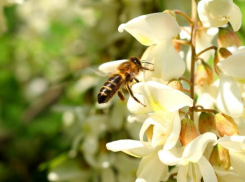 До 24 градусов тепла ожидается в Морозовске в пятницу, 27 мая
