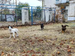 Как не спровоцировать нападение бездомных собак рассказали в администрации Морозовска