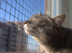 +19 и без дождя будет в Морозовске во вторник 9 апреля