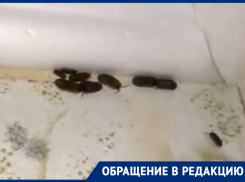 Плесень и мокрицы поселились в доме для сирот в Морозовске