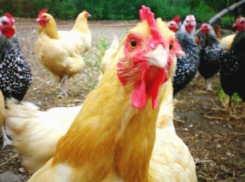 Письмо в редакцию: Сотрудники водоканала назвали дом курятником и продолжили пить чай с бутербродами в Морозовске