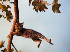 Ливень и ветер: 26 июля возможны природные катаклизмы