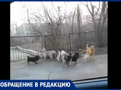 Домой иногда не зайти, в магазин не зайти, - морозовчанка о собачьих стаях