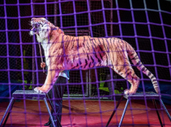 Огромный бенгальский тигр впервые приехал в Морозовск и будет выступать три дня
