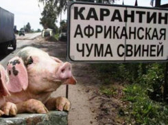 Скачки-Малюгин, Веселовка и Морозов вошли в первую угрожаемую зону по чуме свиней вместе с Морозовском