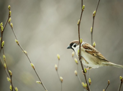 Облачно, но тепло будет в Морозовске в субботу, 9 апреля