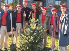 Более 200 деревьев и 250 кустарников было высажено в Морозовском районе в рамках осеннего Дня древонасаждения