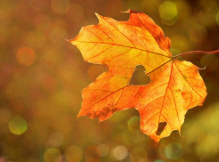 Солнечно и +19 будет в Морозовске в понедельник