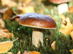 Переменную облачность и до +15 градусов тепла прогнозируют синоптики в пятницу, 24 сентября